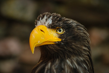 Tiere
